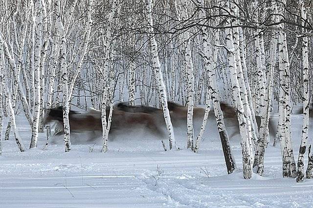 50幅雪画，50首雪诗，与你赏尽雪冬之美！