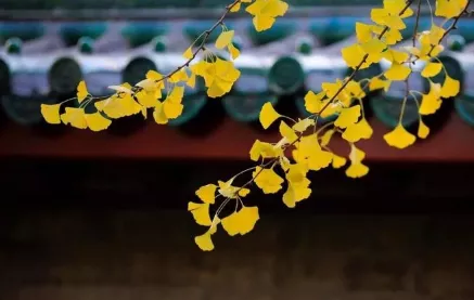 13首饮酒诗词，13重喝酒境界（全是顶级名篇，值得收藏）