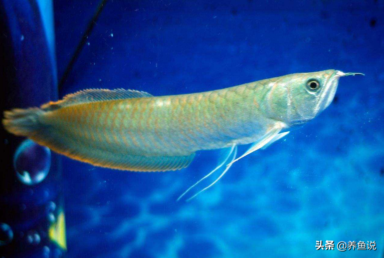 銀龍魚的飼養,銀龍魚的飼養方法