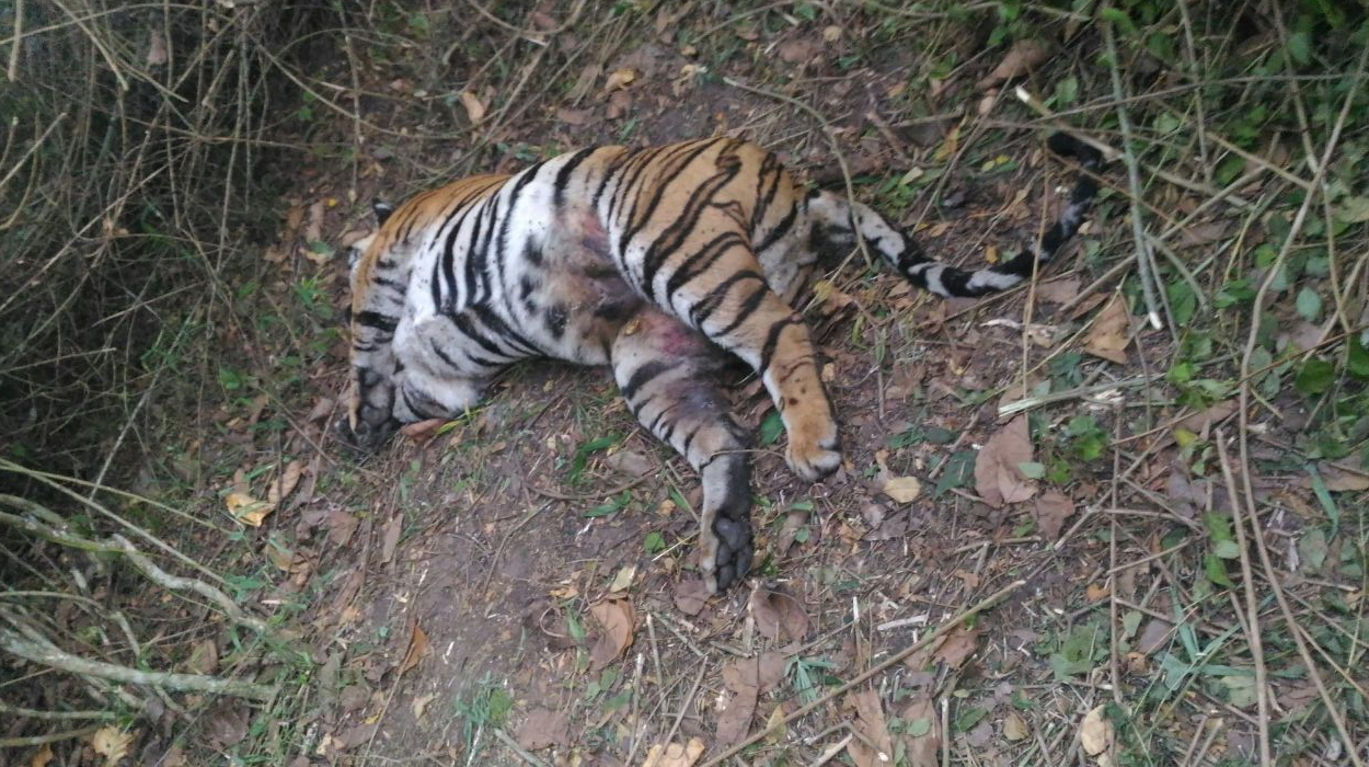 16年一只母老虎的最后三餐:吃懒熊,啃穿山甲,最后与毒蛇同归