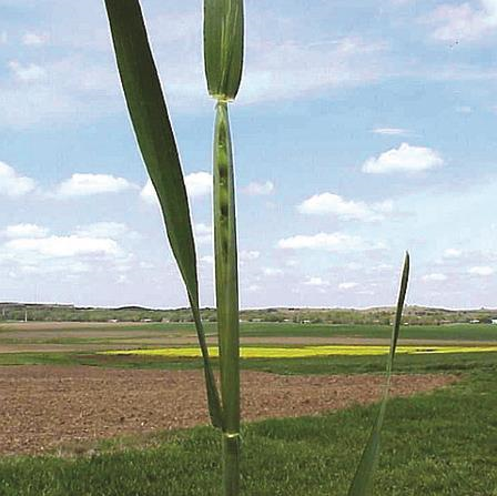 小麦生长过程步骤图（小麦生长发育全程图解）