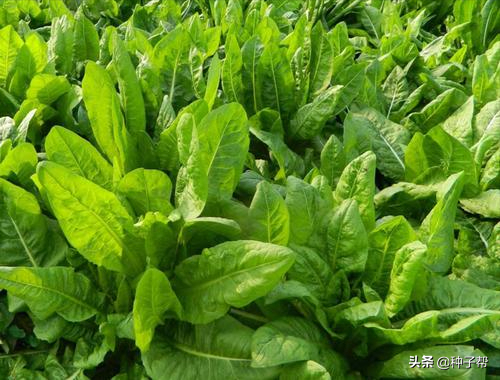 分享牧草高產(chǎn)訣竅？做好這幾點(diǎn)，年年豐收，一年收割好幾次