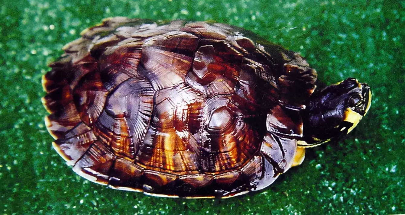 乌龟的种类图片及名称（乌龟的品种图片）