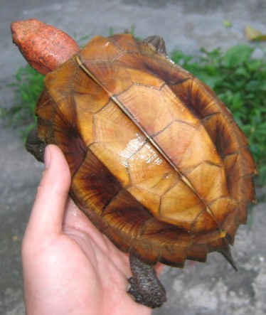 八角龟的药用价值图片
