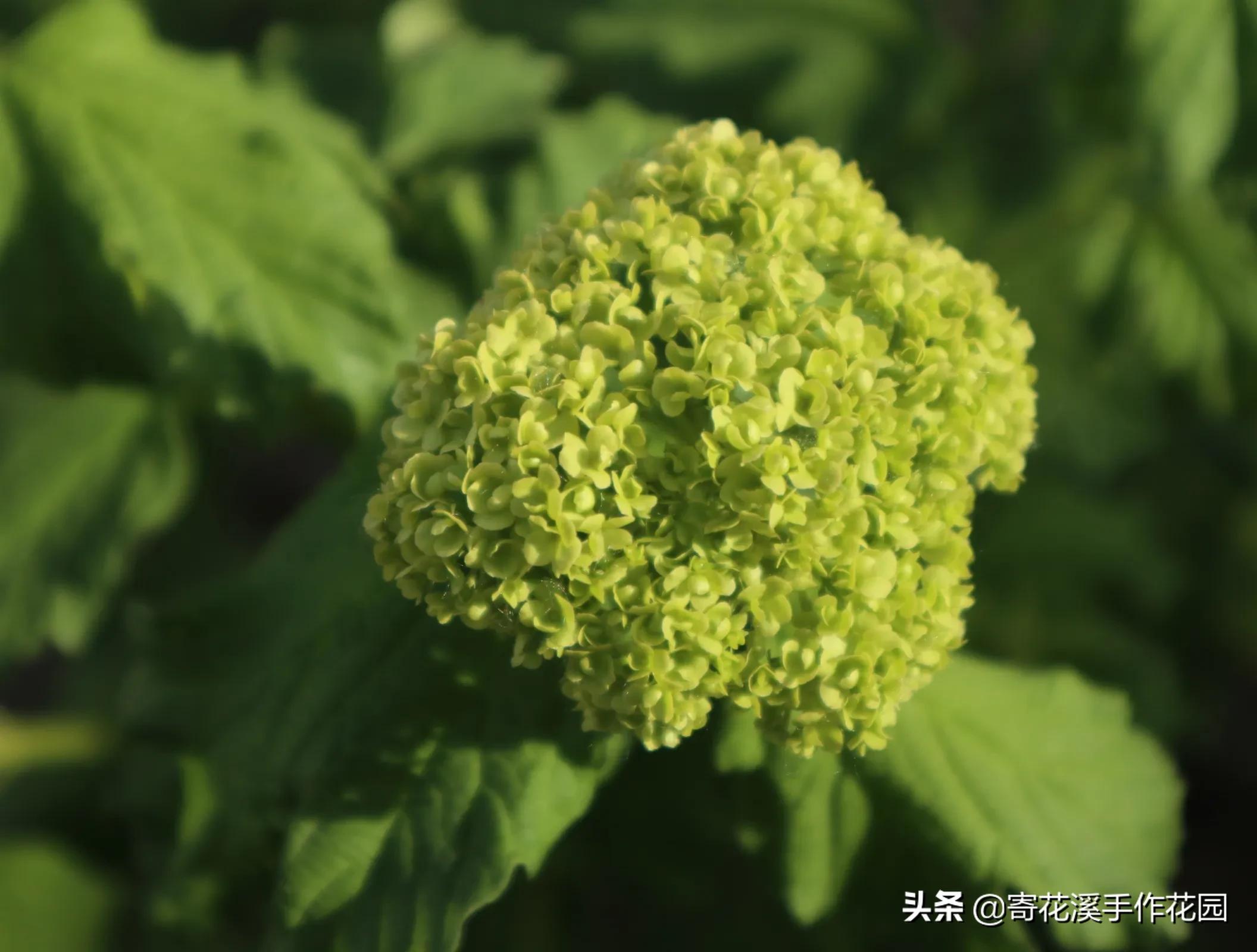 植物生長記錄表圖片(北方花園5月末植物生長記錄)