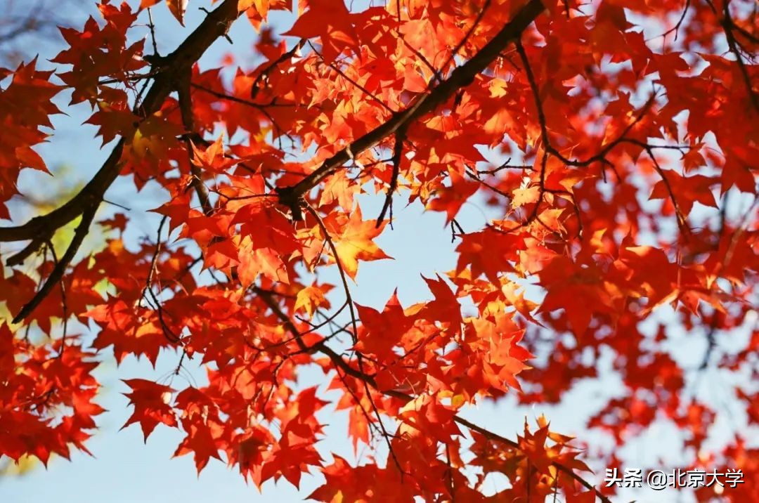 独家限定！北大赏秋地图来了