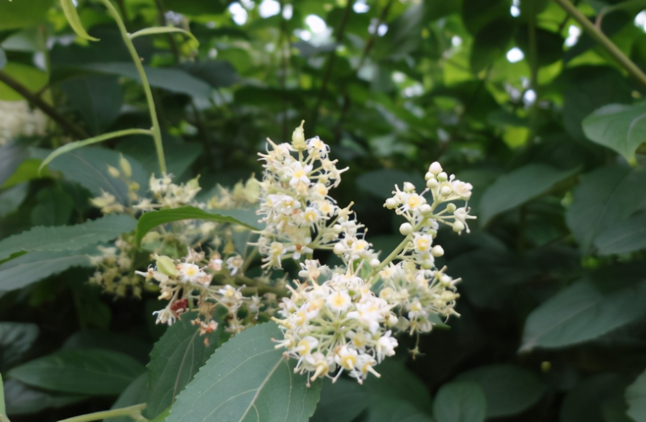 雷公藤是卫矛科雷公藤属植物,除了叫断肠草,还叫上砒霜和水莽草.