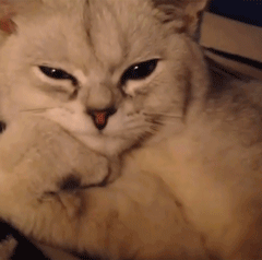 铲屎官必读：猫癣的家庭诊断与用药指南