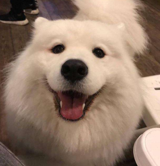 萨摩耶一脸不聪明的样子,虽然智商排33名,但作为三傻之一,不是假的.