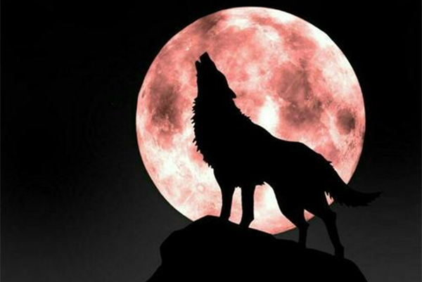 读《狼道》有感:这个世界上没有对与错,只有强与弱