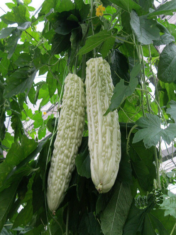 瓜图片大全(老人常说夏吃瓜) - 赤虎壹号