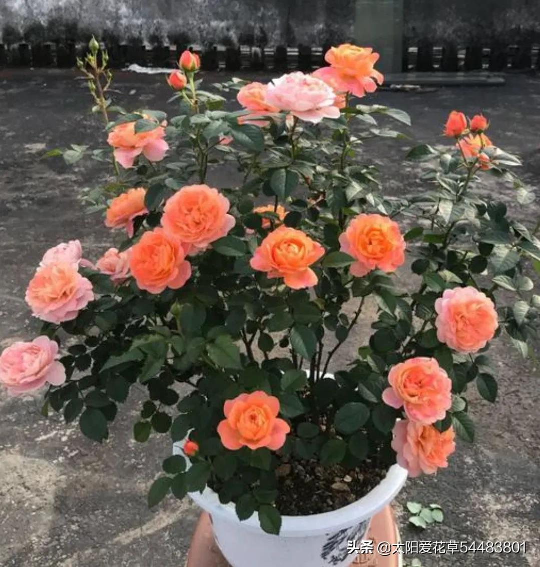 果汁阳台月季优缺点（月季果汁阳台开花香又漂亮）