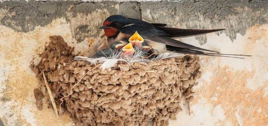 雨燕连交配和睡觉都不落地?一生飞行路程和地球到月球距离差不多
