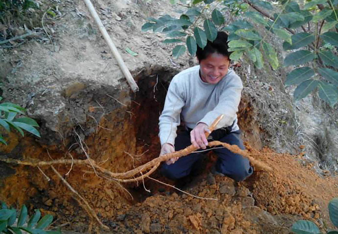 农村这种野生植物酷似山药,现在比较少见且难挖!爷们最爱吃它