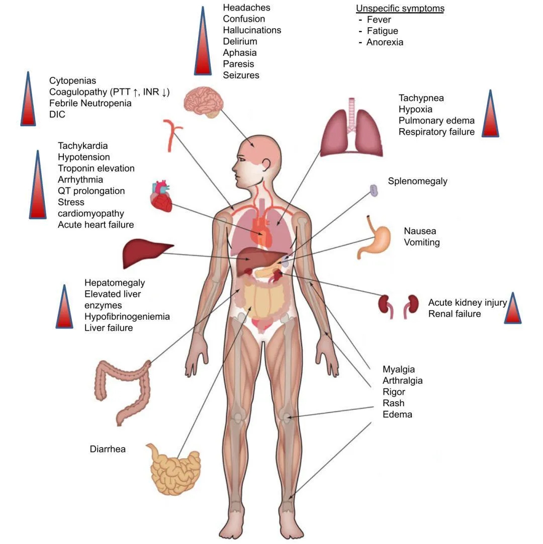 从大脑到脚趾，新冠是如何一步步对器官“下手”的？