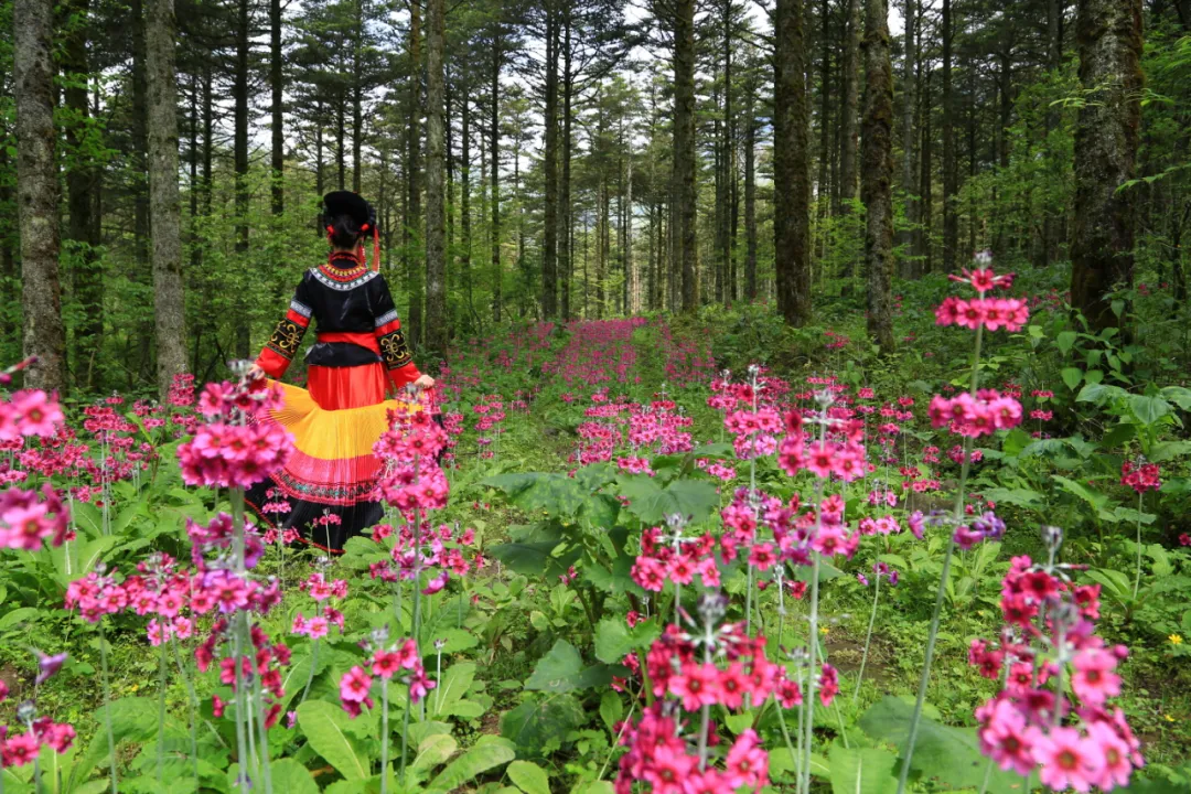 不收门票的世界级风景！赏万亩夏花、观云海日出…成都2天耍来回