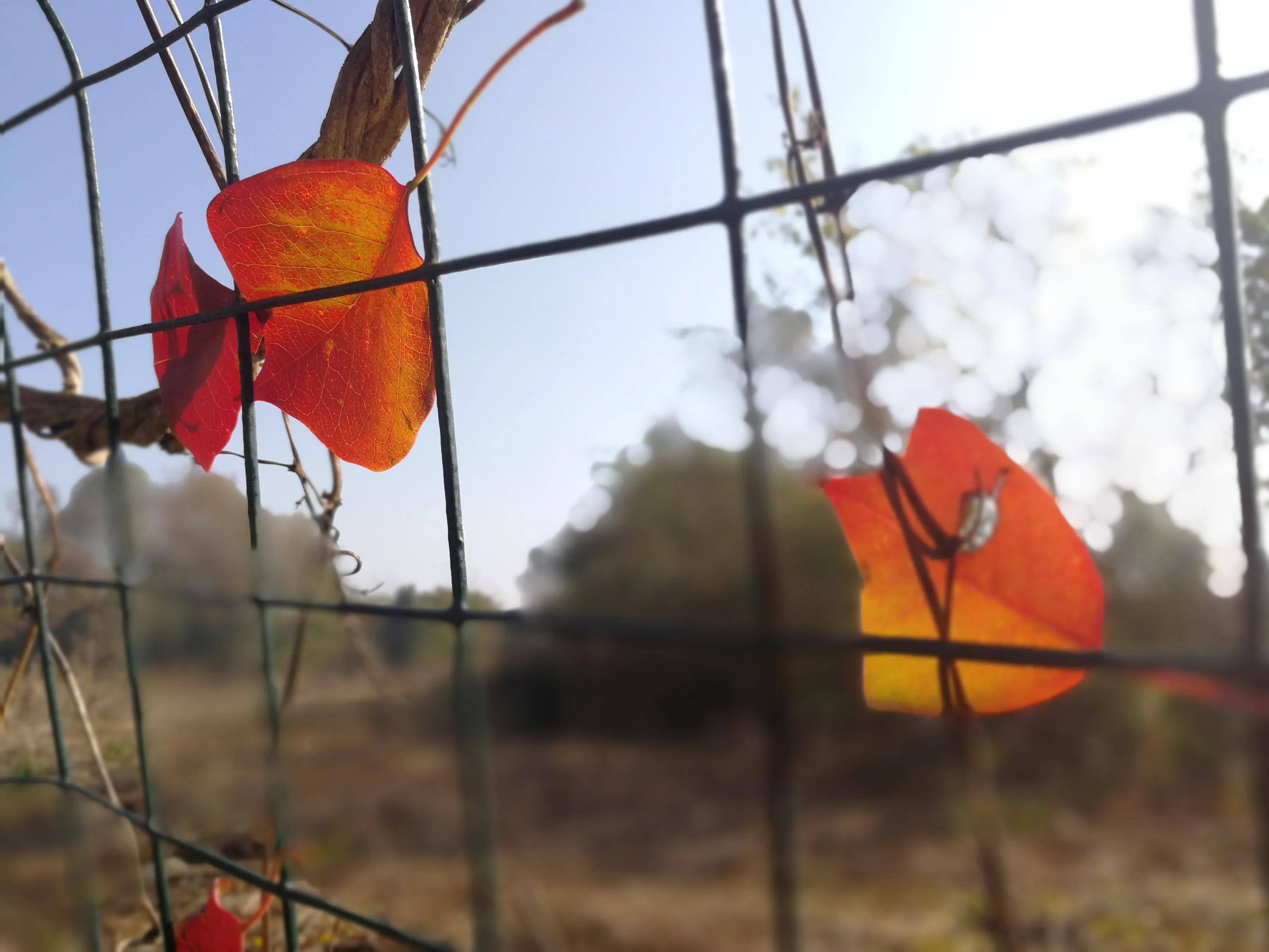 手拍世界（手机摄影平台）-群员作品集（总第733期）