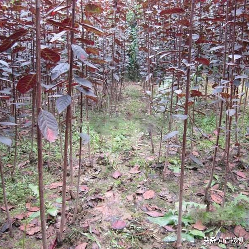 紫叶稠李百科（北方紫叶稠李绿化苗嫁接繁殖技术）