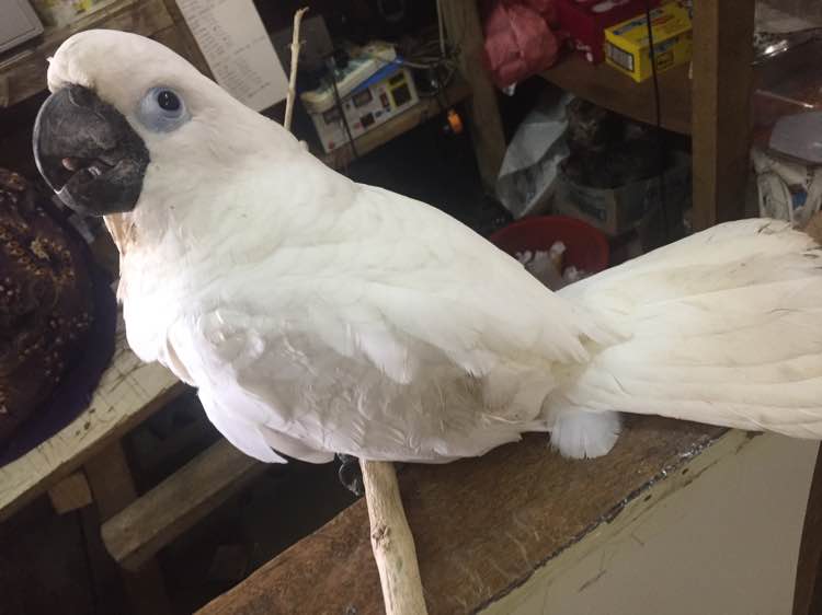 超市老板花50块钱买一只鸟 卖家说是葵花鹦鹉 网友 真赚大发了葵花鹦鹉原产地蓝眼大葵花巴丹鹦鹉 天天看点