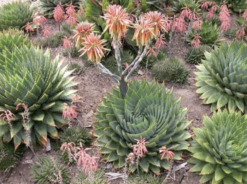 芦荟图片(有2种花) - 赤虎壹号