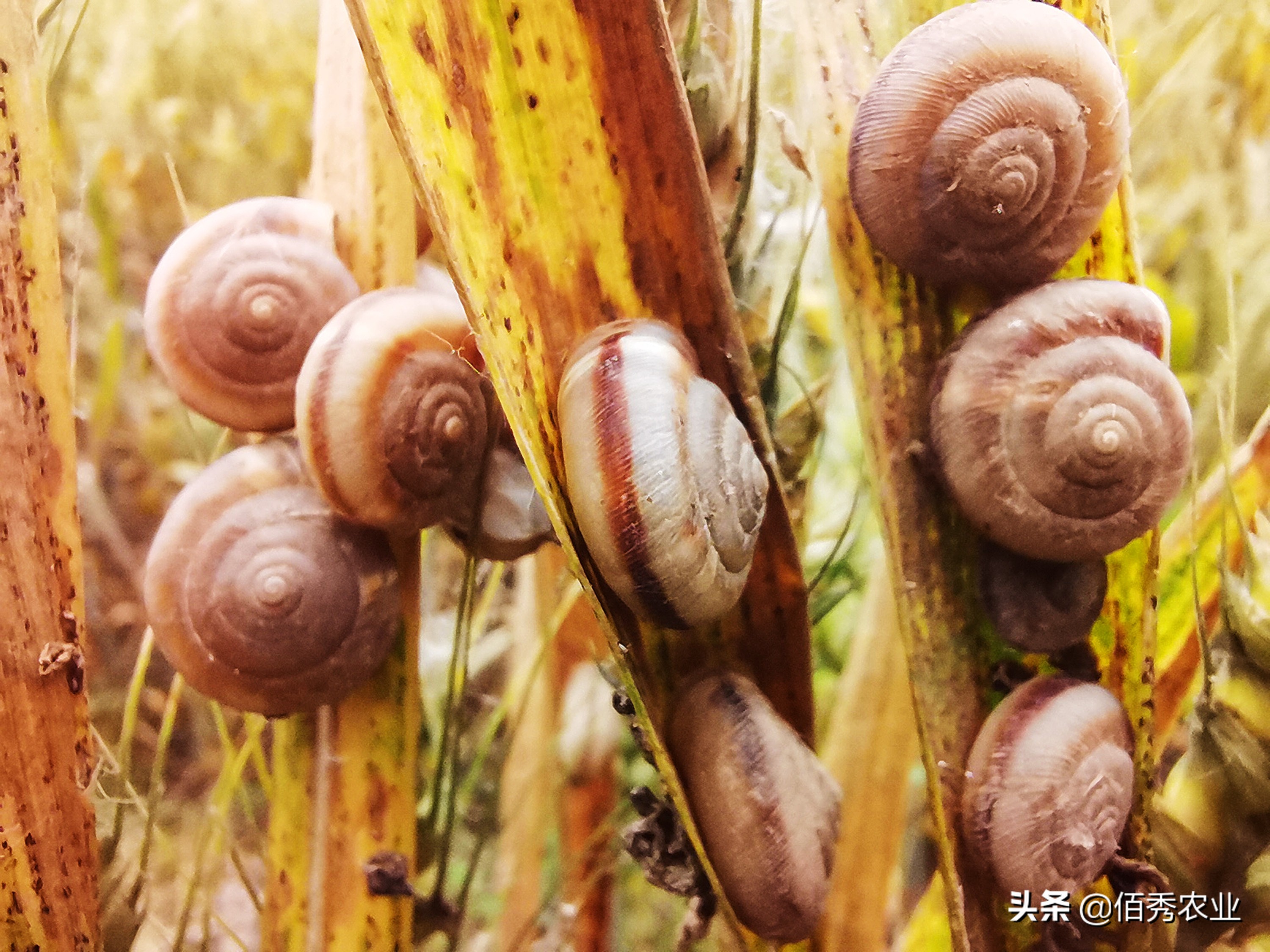 蜗牛在农业生产上是,蜗牛在农业生产上是害虫还是益虫