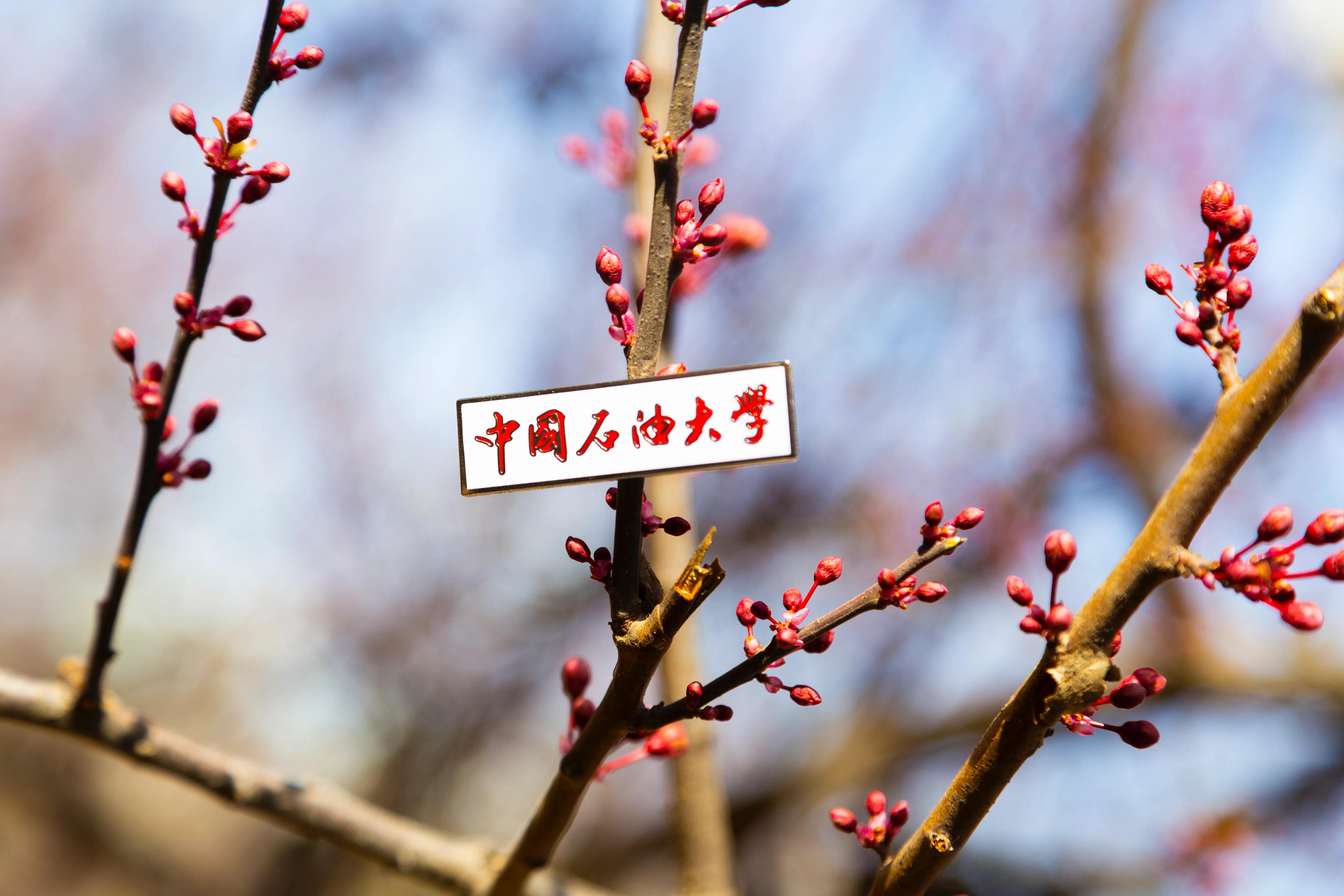 发展！石大研究生招生规模连续两年超3000人