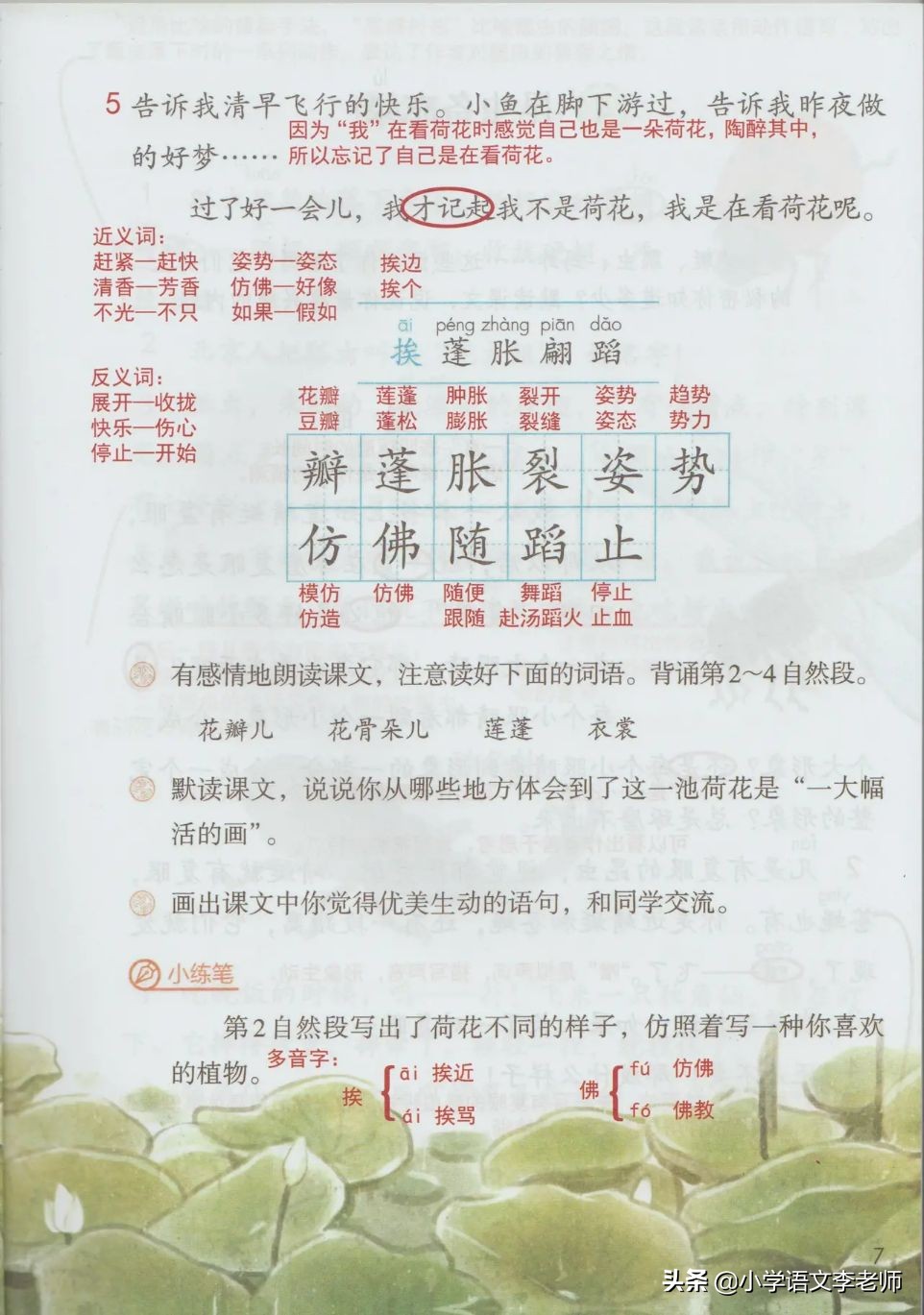 三年级语文下册《荷花》课文解析，还有课堂笔记总结