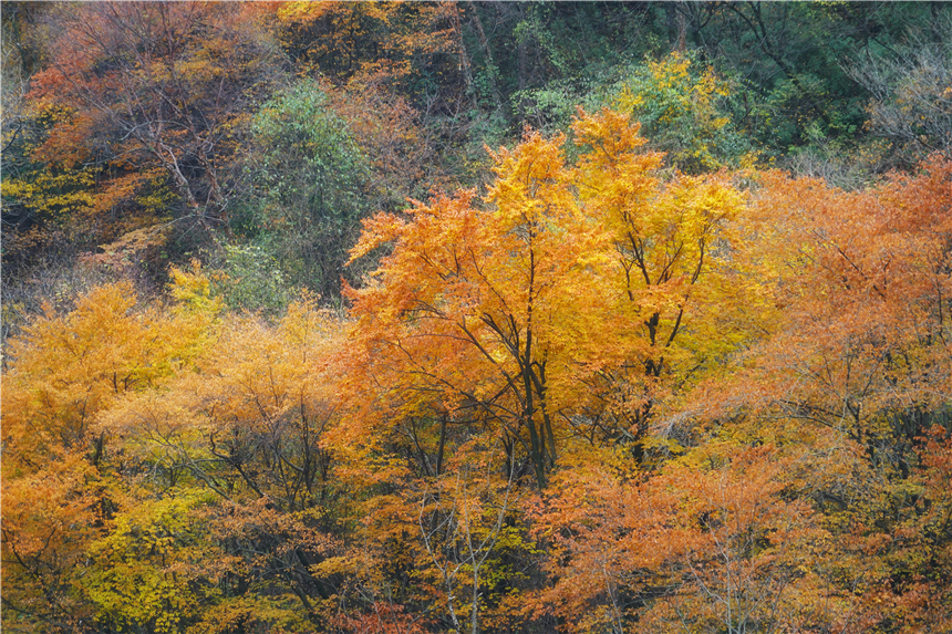 秋天有多美？自驾陕南，走进秦岭深处，遇见这个季节最美的色彩