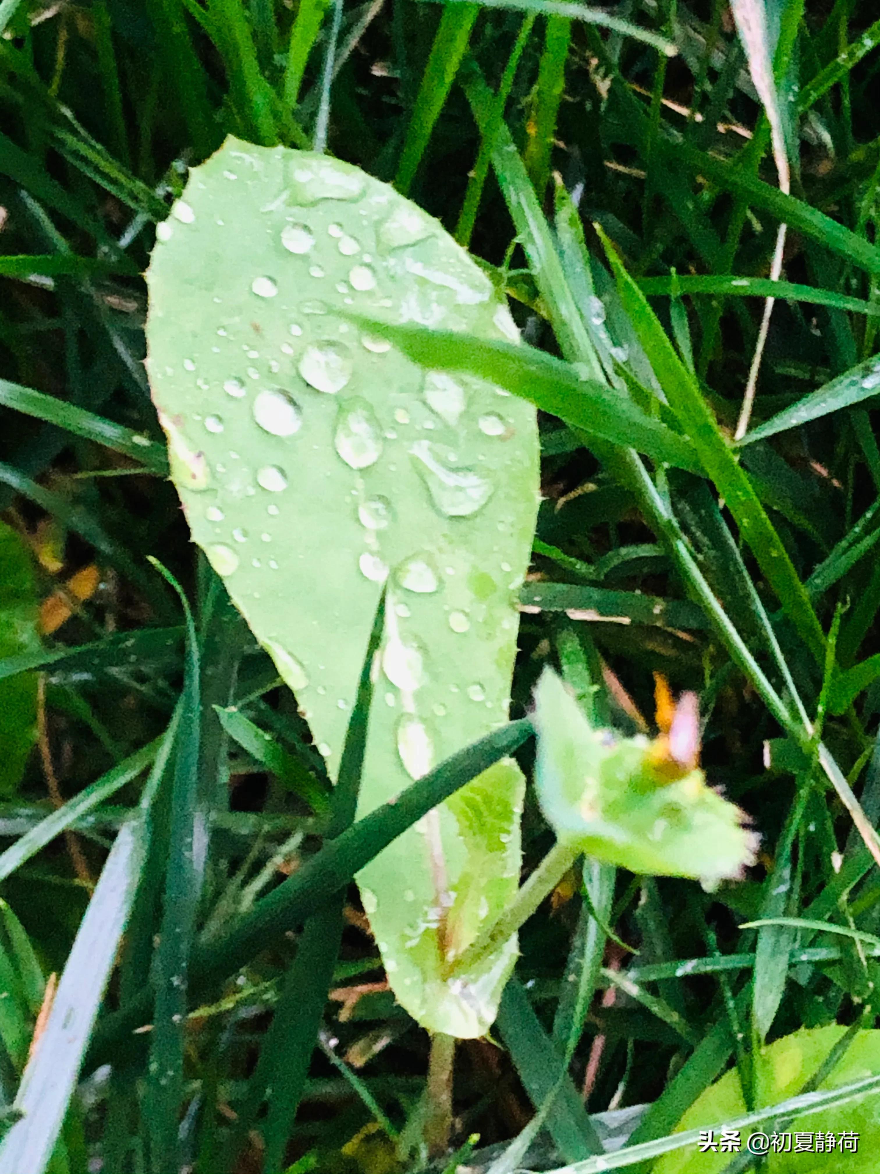 秋雨的深情，都藏在了花中，傍晚随笔