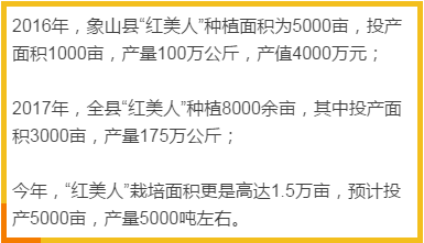 广西蜜桔严重滞销，“红美人”却120元/公斤，种植户都发大财了！