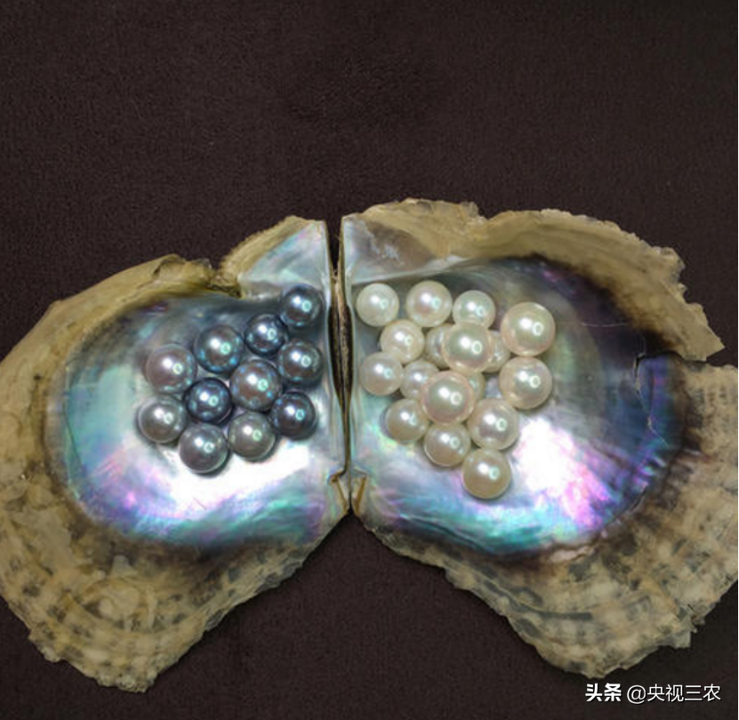 珍珠有不少秘密，看了这篇文，你就懂了