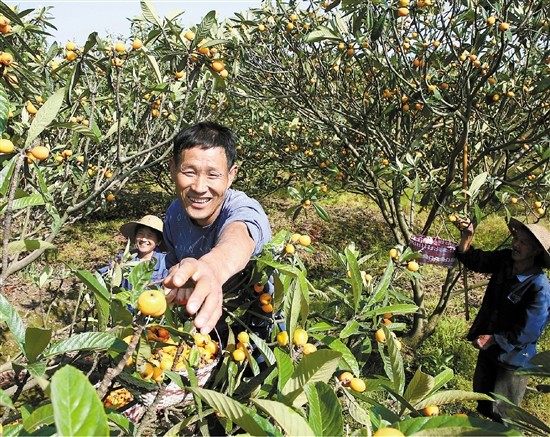 枇杷树的种植和管理和施肥（枇杷的种植及管理技术）