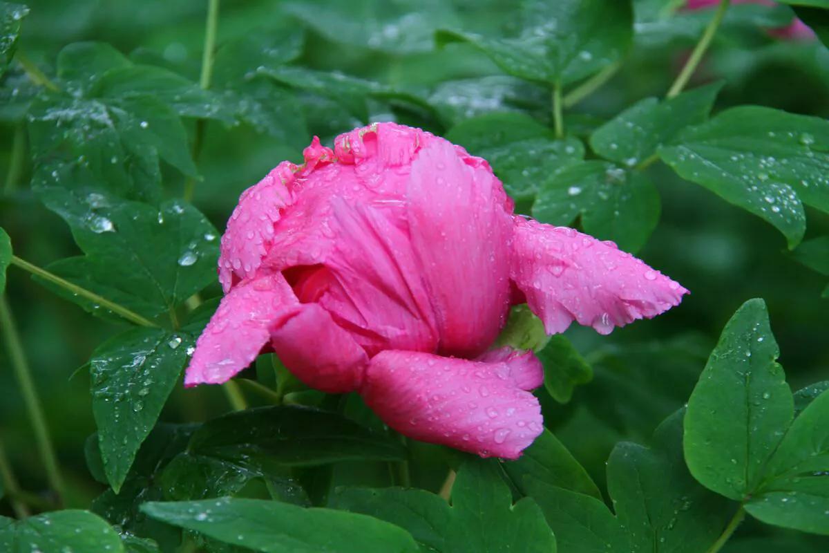 春天种牡丹真的不开花吗（牡丹花有点怪促花小妙招送给你）