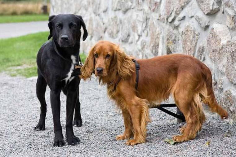 可卡多少錢,可卡犬多少錢一只