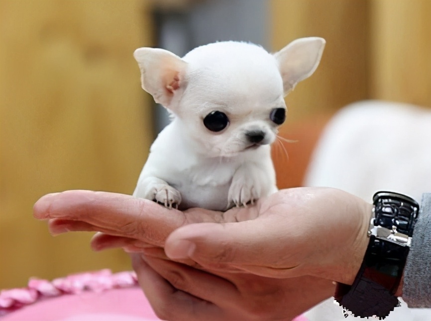 这5种小型犬可不是“白眼狼”，眼里全都是你