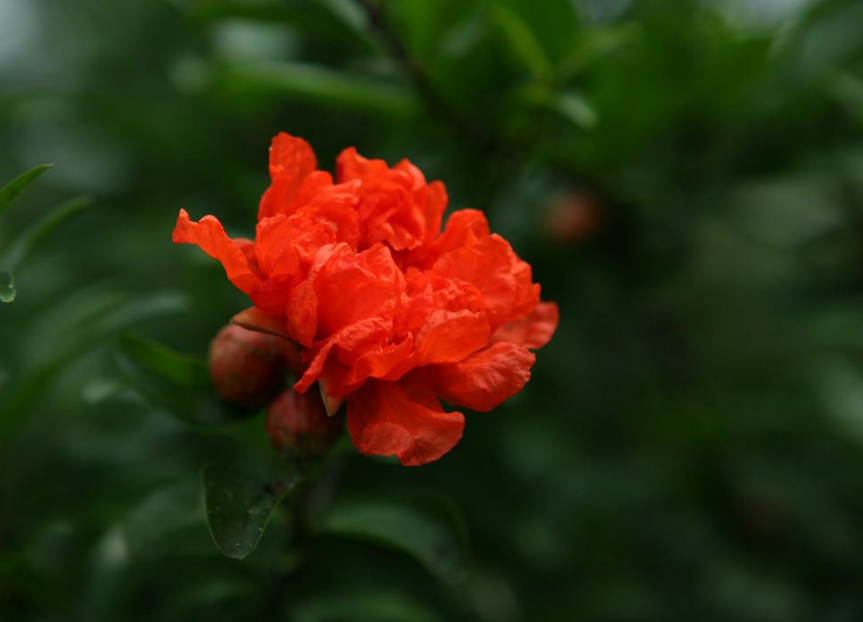 「诗词鉴赏」榴花初染火般红，古诗词里的榴花，燃烧着整个夏天