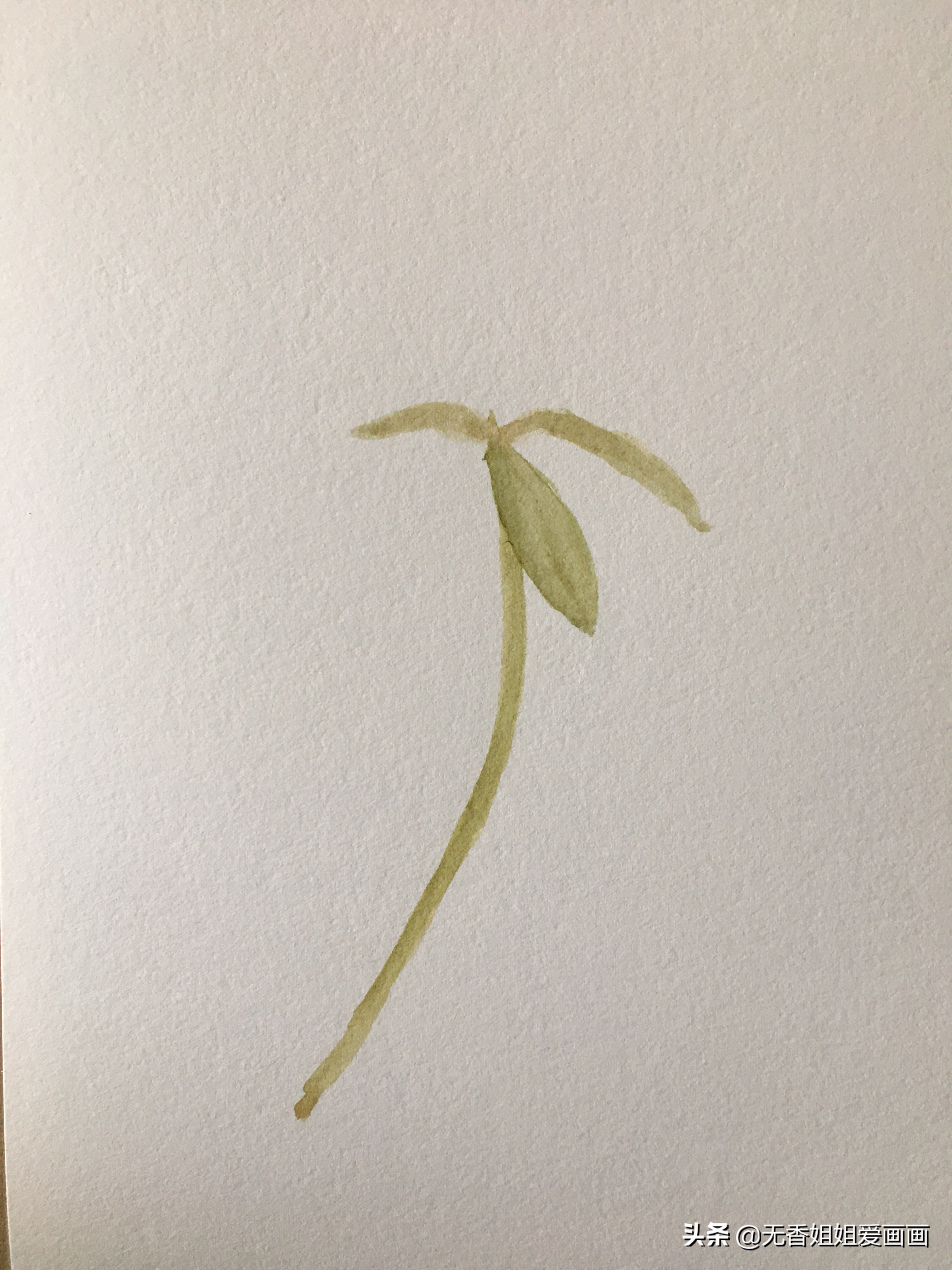 马齿苋简笔画(教你手绘一株漂亮的马齿苋)