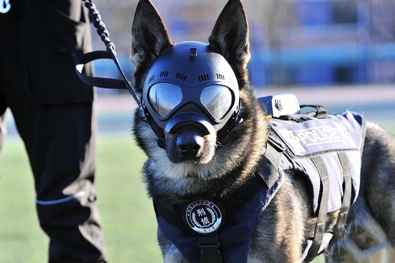 护卫犬德牧，新手怎么养？