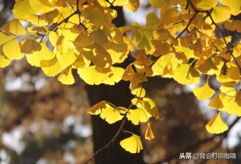 夢見吃芝麻,夢見吃芝麻是什么意思