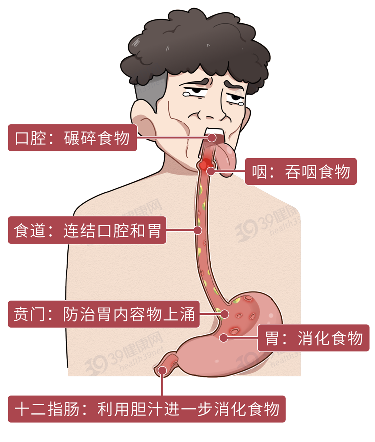 胃为什么会反酸？反酸烧心怎么办？2种方法来调理，难受胃部缓解