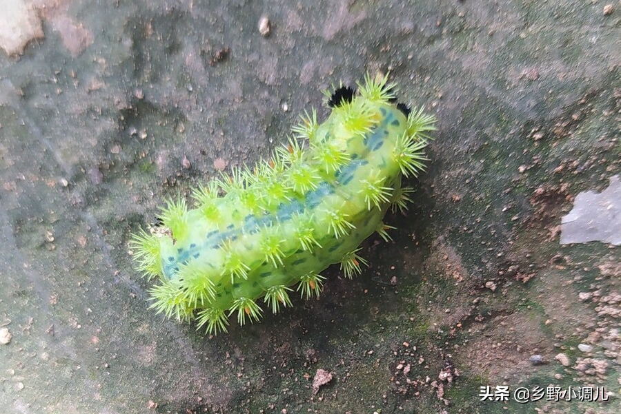 棗樹上的蟲子,棗樹上的蟲子蜇人叫什么