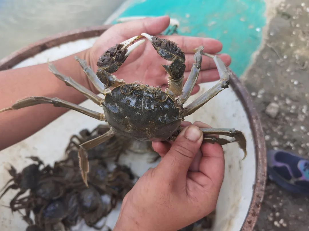 大閘蟹死了能不能吃了,大閘蟹死了能不能吃了有多少危害