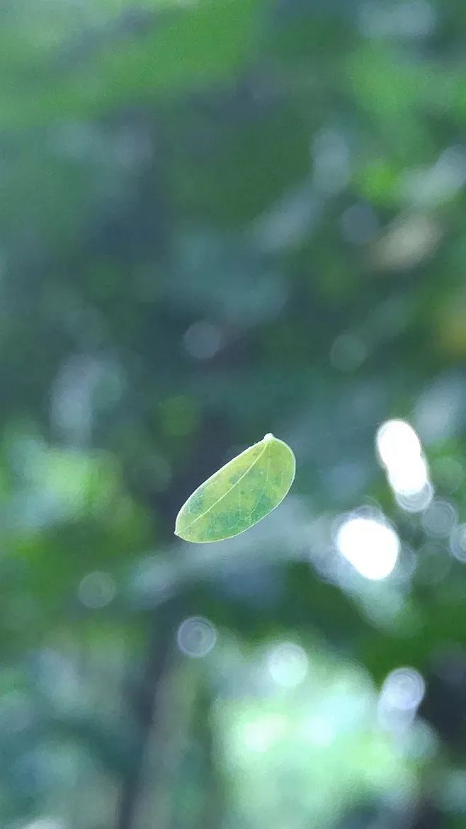 岁月匆匆催白发，十首感叹自己有白发的诗，且行且珍惜吧