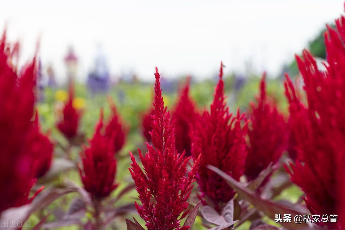 过往不恋，未来不迎，当下不负，如此安好