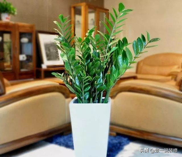 朋友搬家送什么植物寓意好（搬家送什么植物比较好）