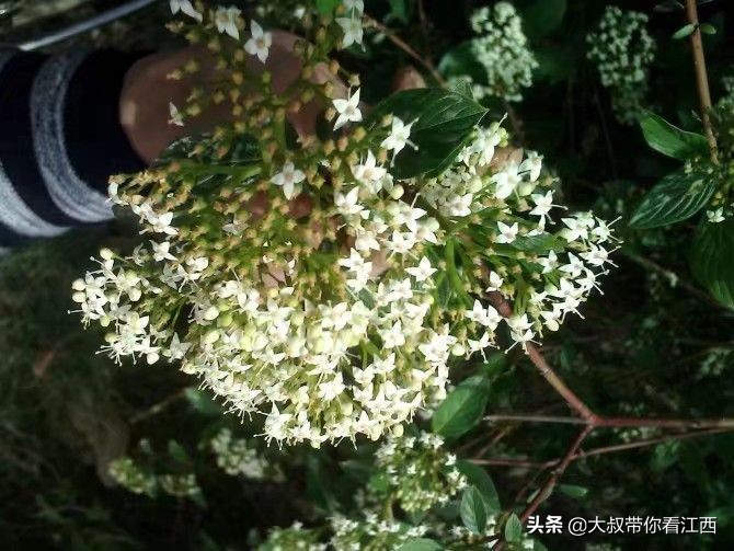 大同医专校园回忆