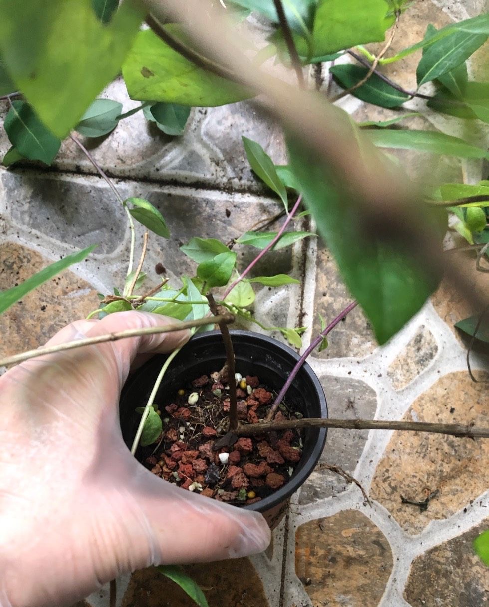 盆栽金银花种植技术（做三步一年长成漂亮的盆景）