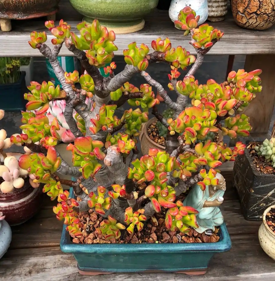 紫罗兰有毒吗（100种室内盆栽花草图鉴）