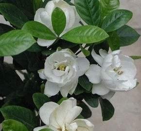 养栀子花，选对“品种”，花开300天，仙气飘飘，花香四溢！