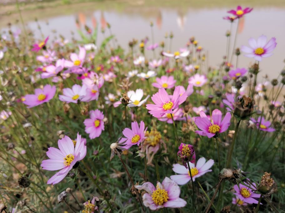 浓烈芬芳  春风十里赏花路  徜徉在广州海珠湿地的花海之中